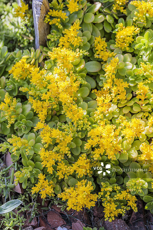 春季耐旱物种：韩国景天图片素材
