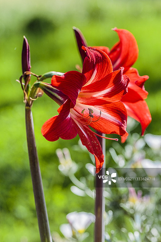 开花的耐寒孤挺花图片素材