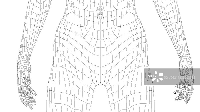 女性腹部线框图片素材