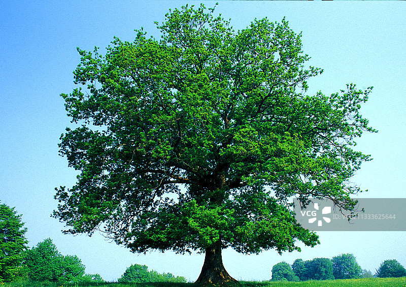 田野里的橡树图片素材