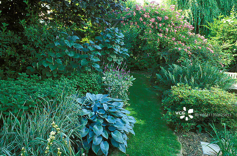 玉簪属植物、芒草、柳穿鱼，比利时图片素材