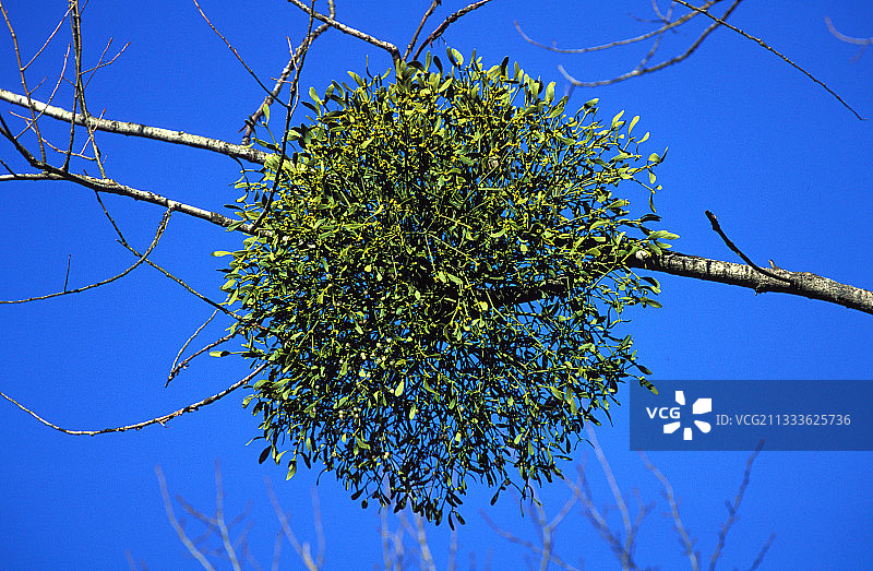 法国树枝上的欧洲槲寄生图片素材