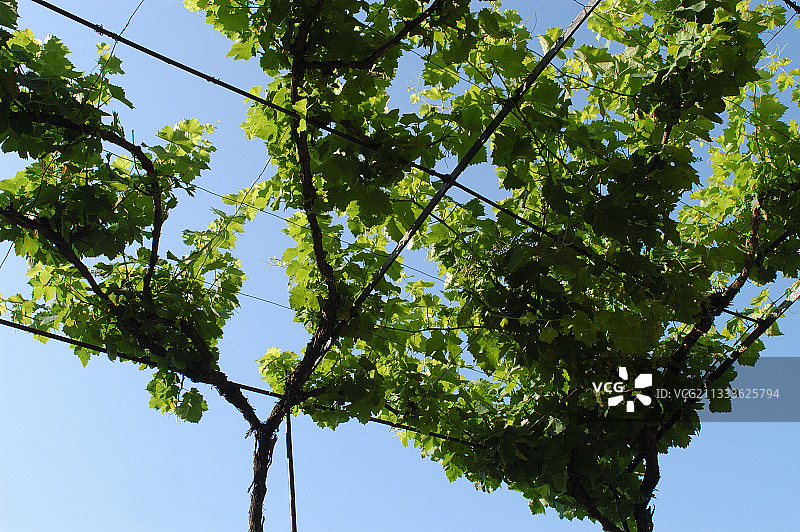 法国普罗旺斯葡萄园的麝香葡萄图片素材