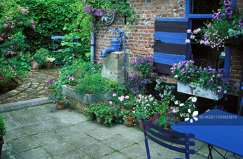 铁线莲和天竺葵图片素材