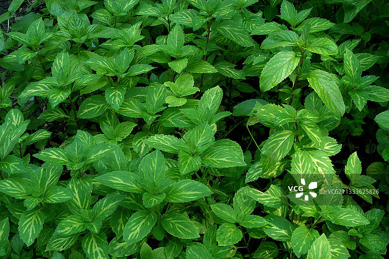 斑叶薄荷图片素材