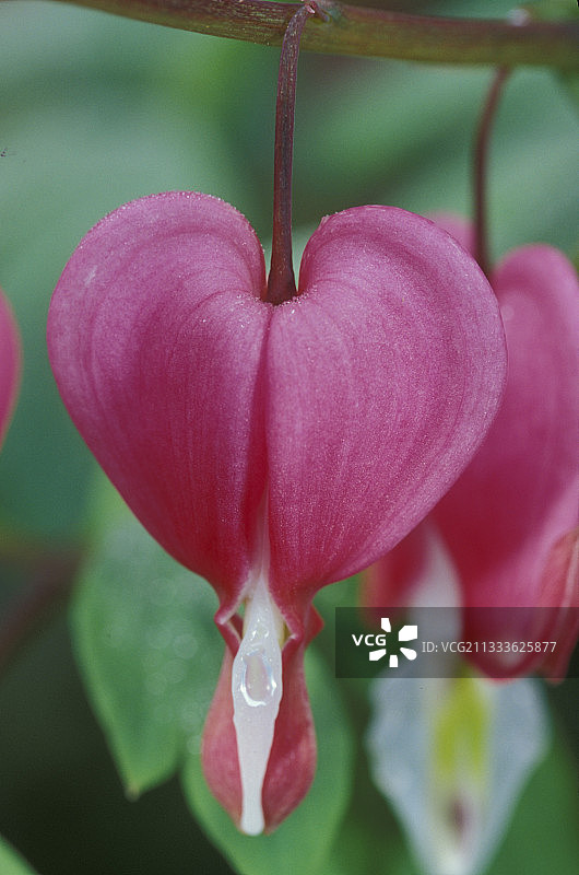 common出血的心法国之花图片素材