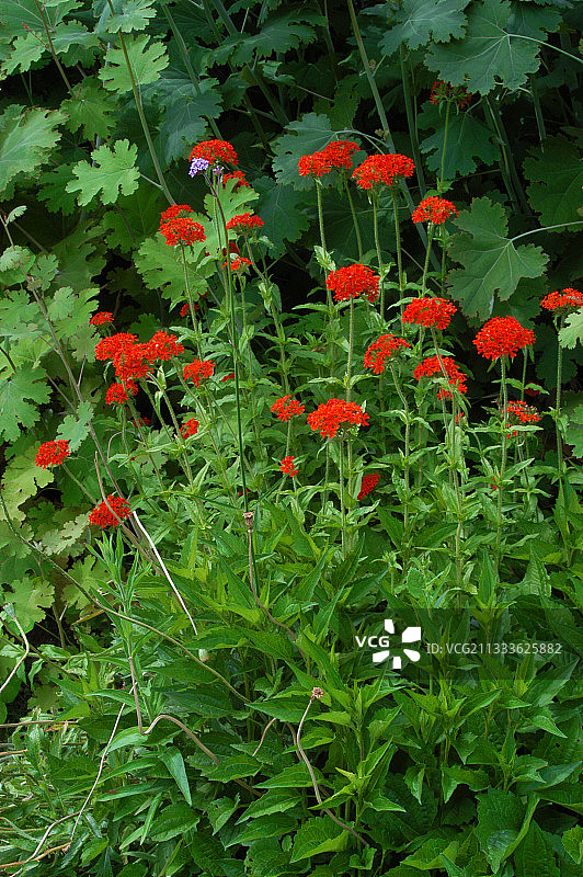 剪秋罗图片素材