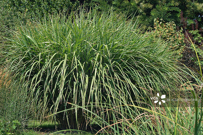 银叶芒图片素材