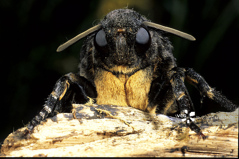 迁徙物种：毛毛虫以茄科植物为食图片素材