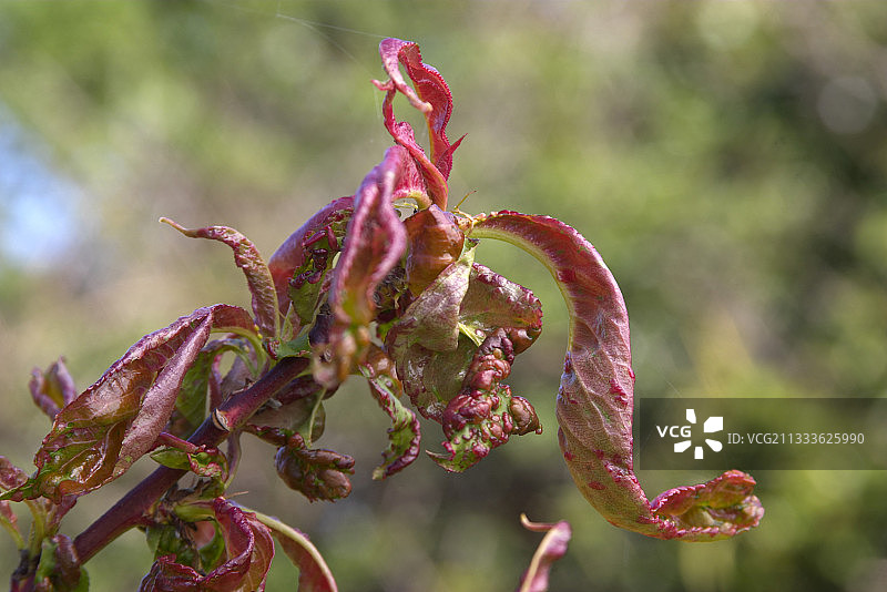 桃叶卷曲图片素材
