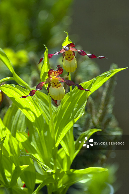 春天盛开的勺兰图片素材