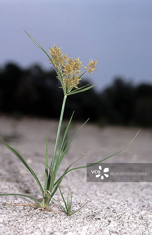 卢瓦尔河畔朗热的黄色香附图片素材