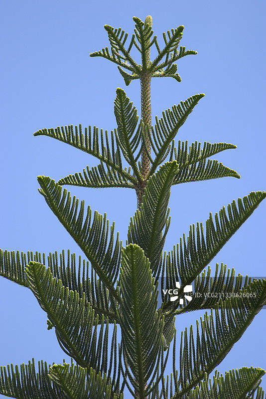 诺福克岛松树图片素材