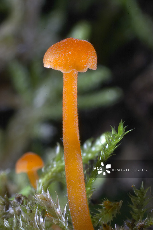 年轻的猩红色蜡伞图片素材