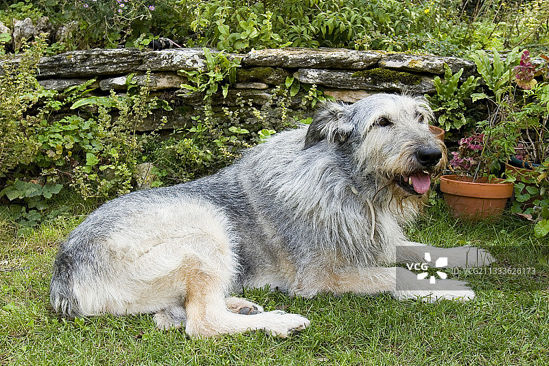 14岁的法国老狗图片素材