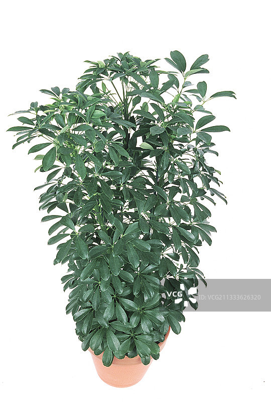 盆栽伞树图片素材