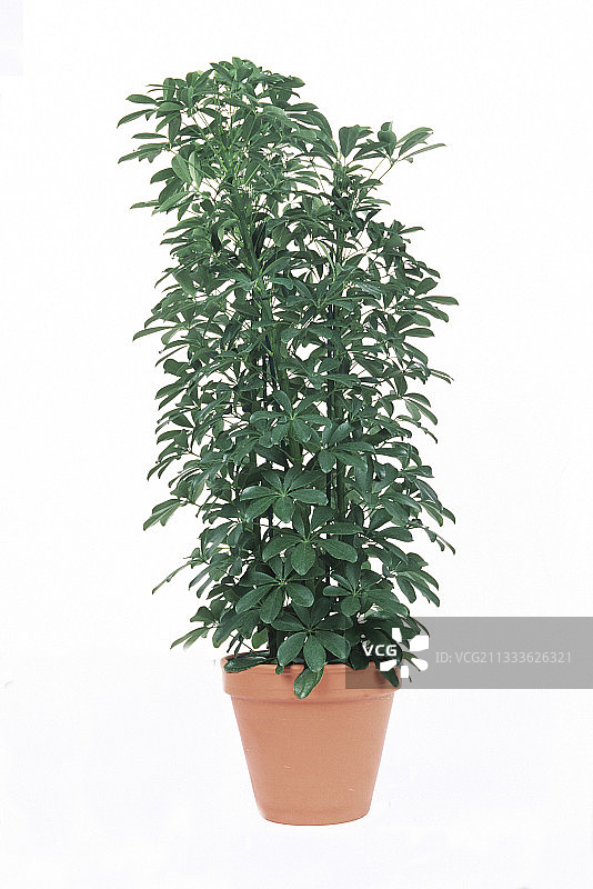 盆栽伞树图片素材