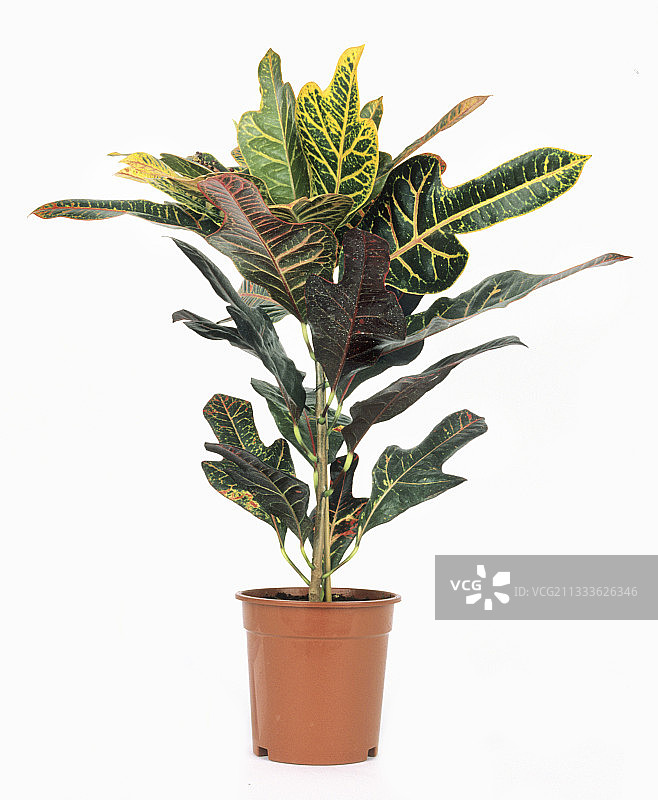 盆栽变叶木图片素材