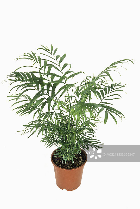 盆栽棕榈树图片素材