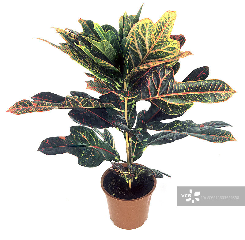 脱盆的巴豆图片素材