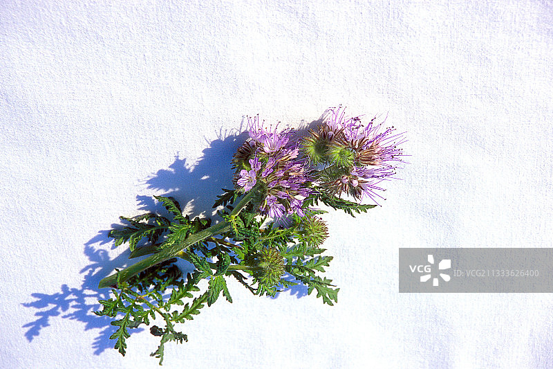 蓝蓟花图片素材