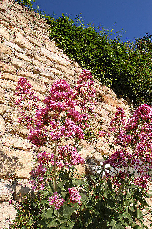 靠墙生长的红色缬草图片素材