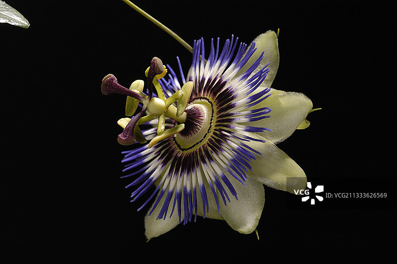 西番莲花工作室照片图片素材