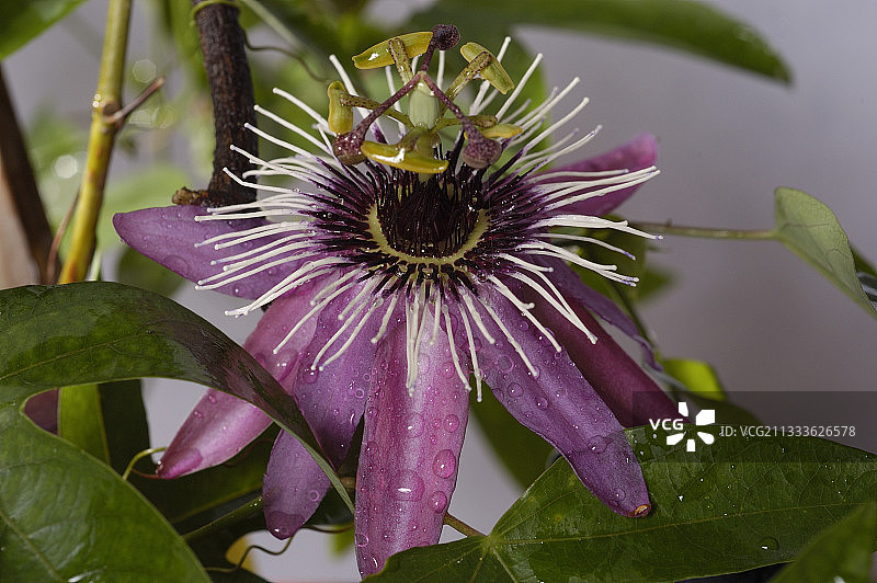 西番莲花瓣图片素材