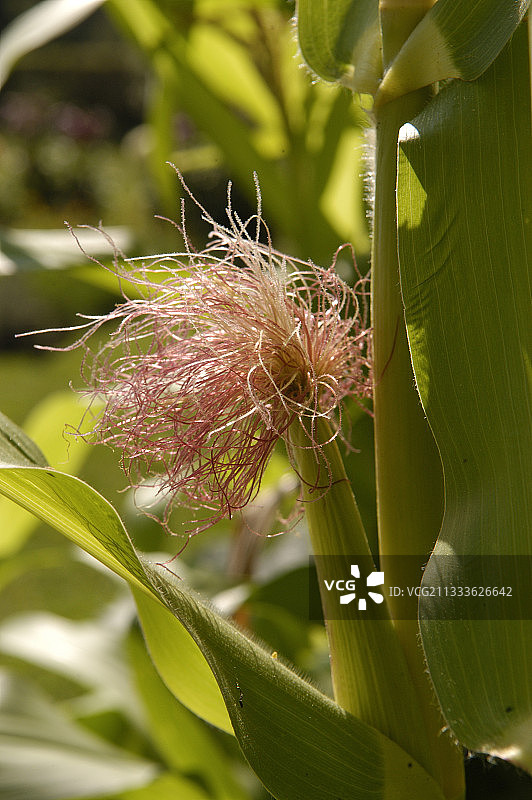 玉米雌花和谷穗图片素材