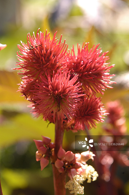 蓖麻的花和果实图片素材