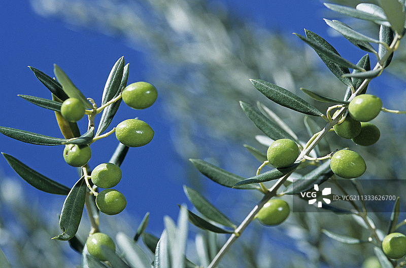 夏季非洲橄榄树上的绿色橄榄图片素材