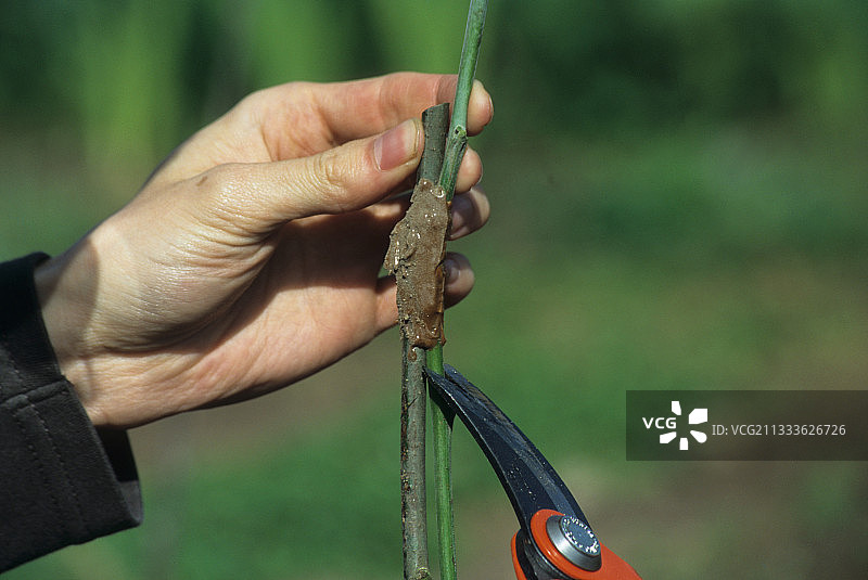 嫁接末期的接穗断奶图片素材