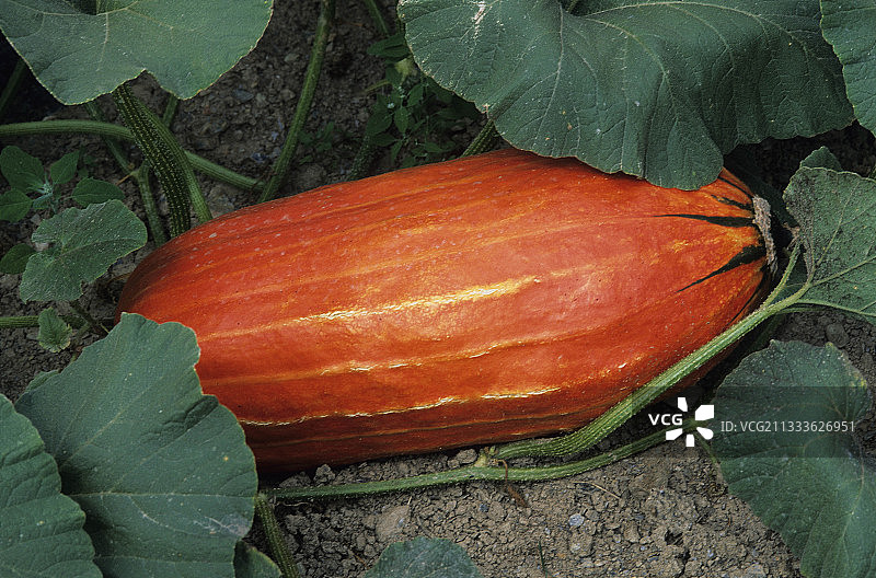 旺代蔬菜园里的阿朗松南瓜图片素材