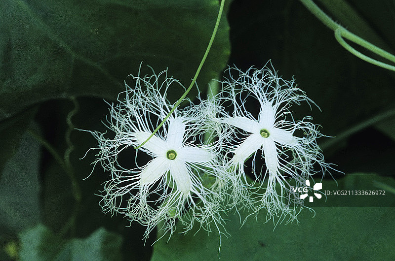 蔬菜园中的栝楼花图片素材