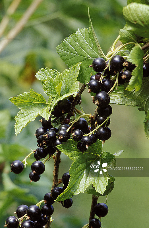 勃艮第黑醋栗图片素材