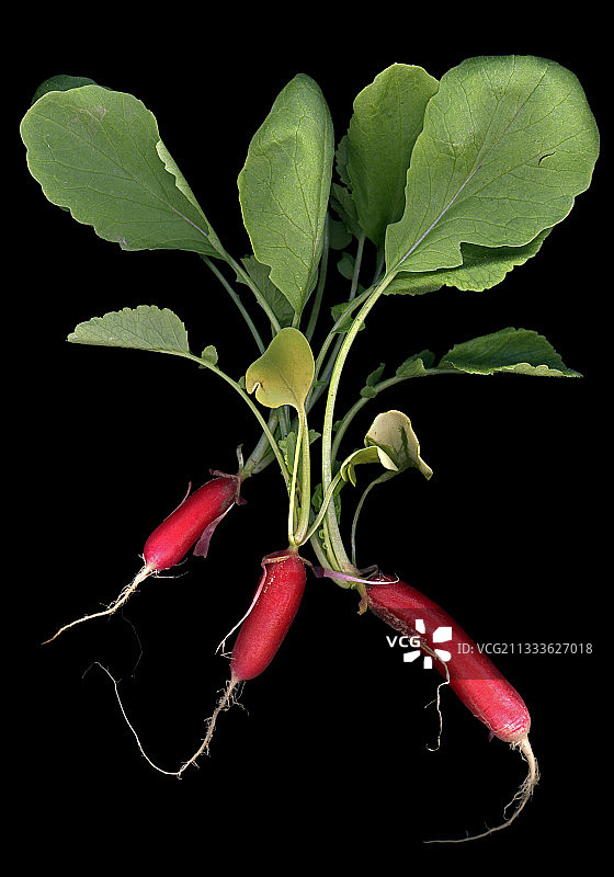 小红萝卜图片素材