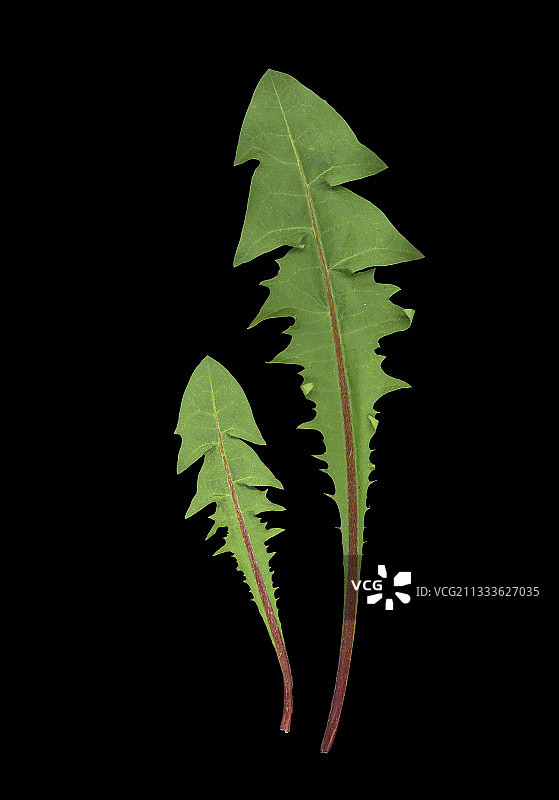 十一月蒲公英叶子的裂缝[AT]图片素材