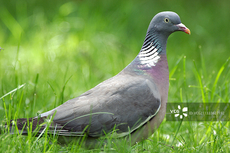 勃艮第花园里的鸽子图片素材