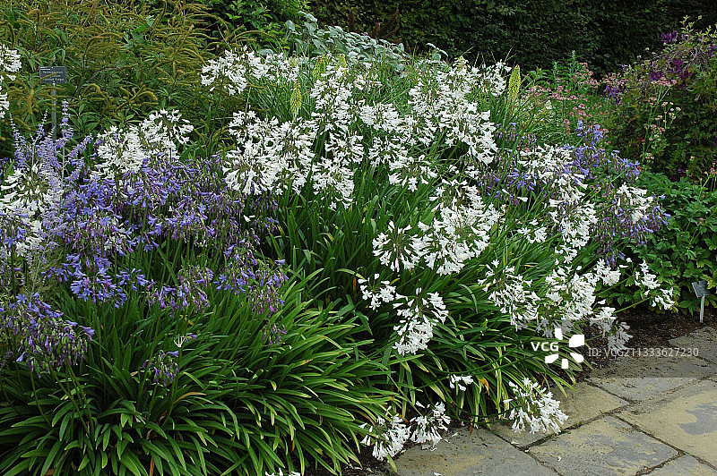 混合百子莲图片素材