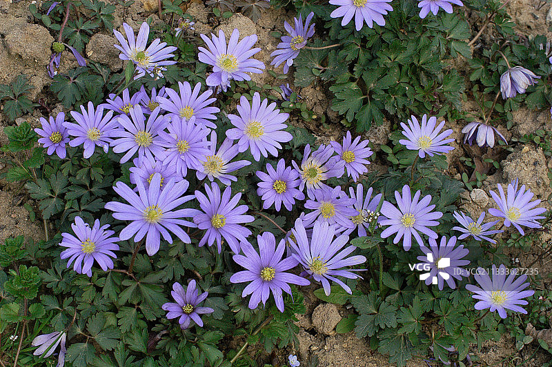 四月的银莲花图片素材