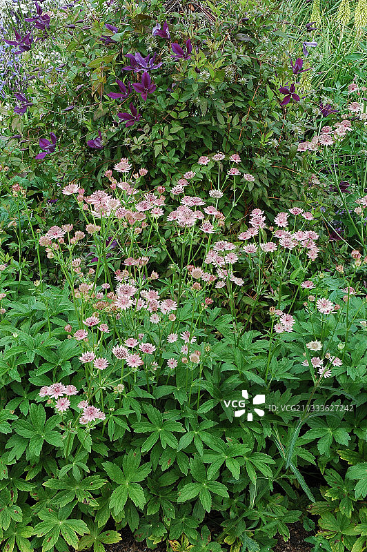 罗马香芹图片素材