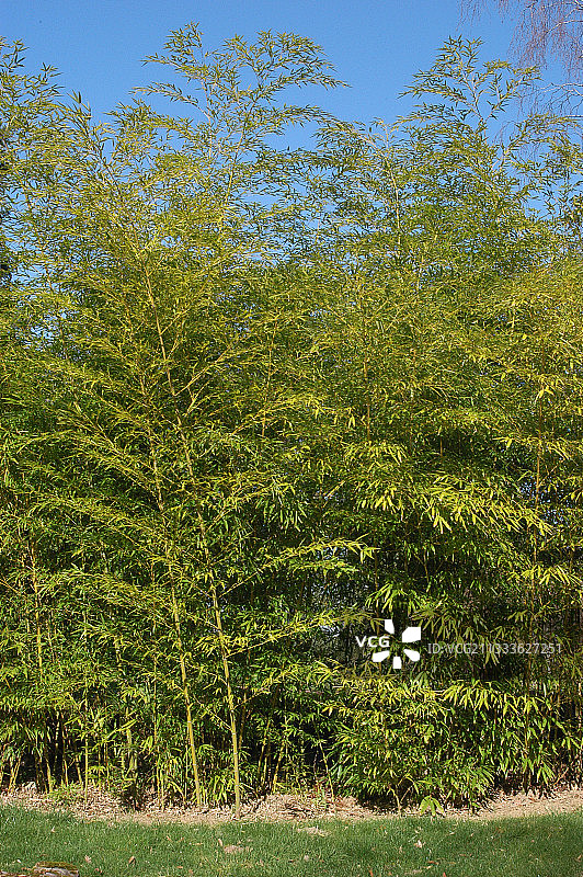 竹制边框图片素材