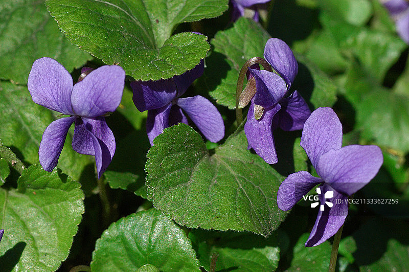 四月的蓝色紫罗兰图片素材