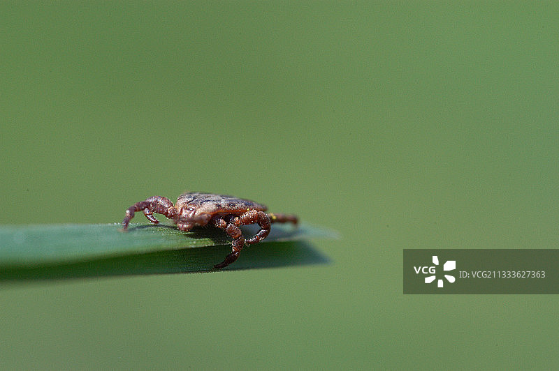 草地上的蜱虫图片素材