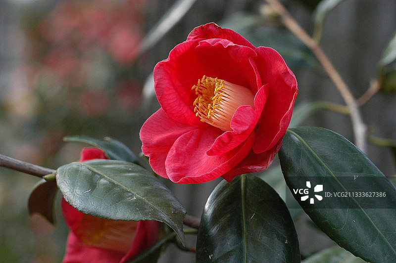 日式山茶花“木星”图片素材