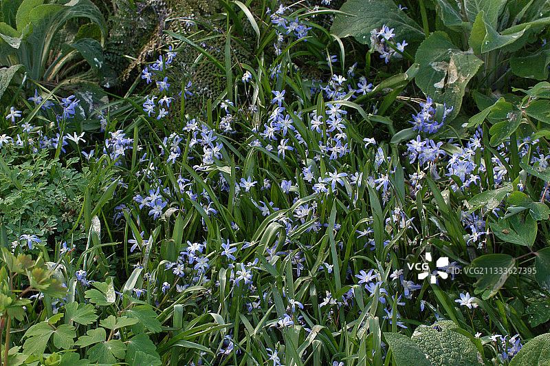 三月的喜鹊花图片素材