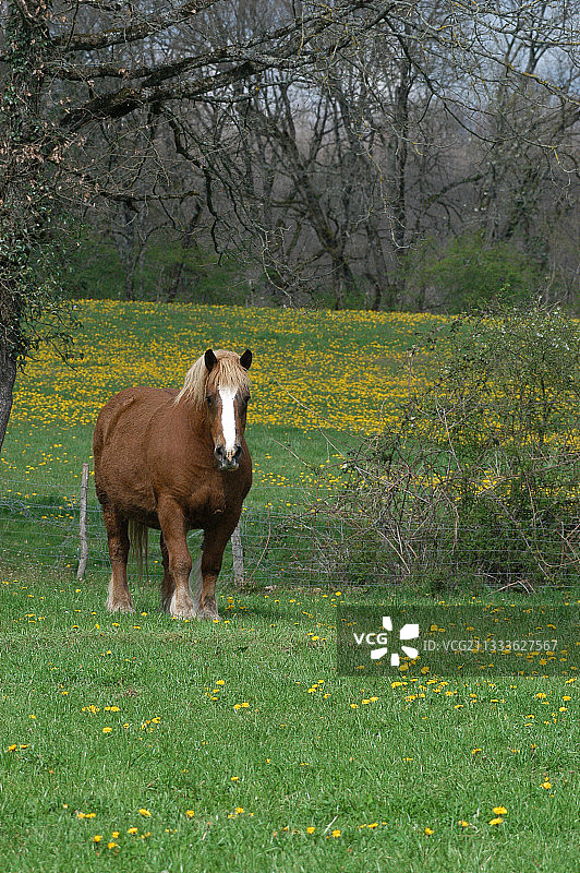 来自布列塔尼的马图片素材