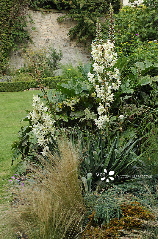 开花的丝兰图片素材