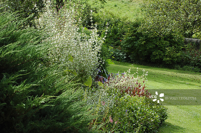 鼠尾草主导的边界图片素材