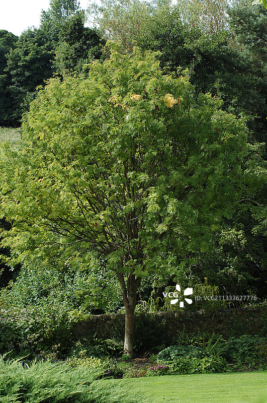 花园里的美洲花楸图片素材